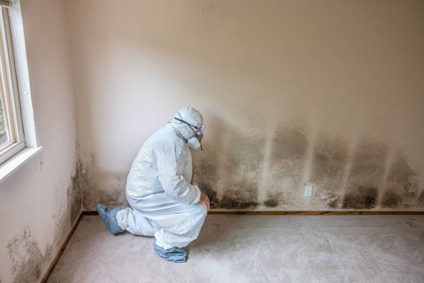 Best Mold Damage Repair  in Moon Lake, FL